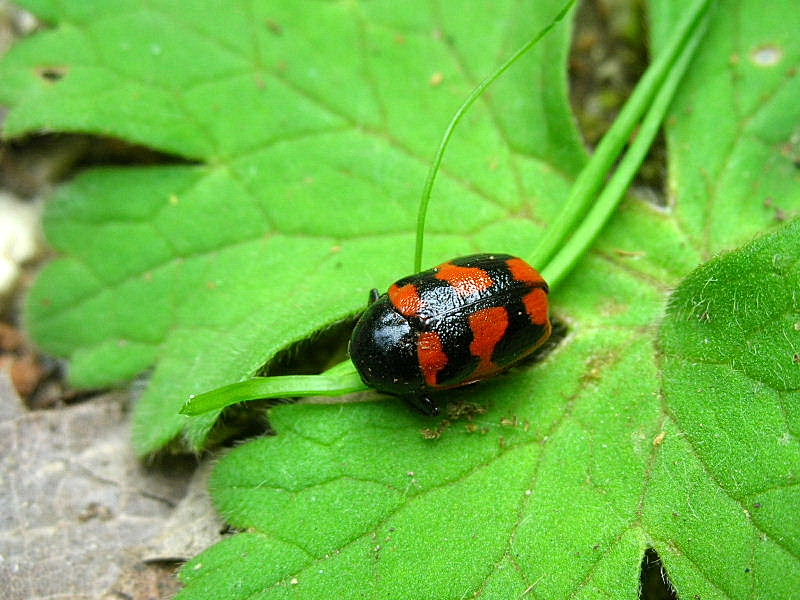 Cryptocephalus loreyi (Chrysomelidae)